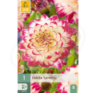 LUKOVICE DAHLIA